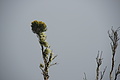 Bernhard Saalfeld - DSC05175.JPG