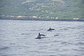 Bernhard Saalfeld - DSC05353.JPG