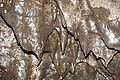 Bernhard Saalfeld - DSC05411.JPG
