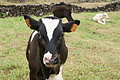 Bernhard Saalfeld - DSC05452.JPG