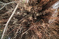 Bernhard Saalfeld - DSC05504.JPG