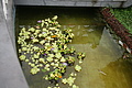 Bernhard Saalfeld - DSC05507.JPG