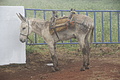 Bernhard Saalfeld - DSC05559.JPG