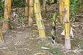 Bernhard Saalfeld - DSC05818.JPG