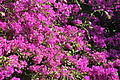 Bernhard Saalfeld - DSC05858.JPG