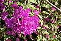 Bernhard Saalfeld - DSC05860.JPG
