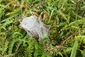 Bernhard Saalfeld - DSC05937.JPG