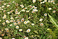 Bernhard Saalfeld - DSC05987.JPG