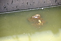Bernhard Saalfeld - DSC06018.JPG