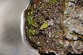 Bernhard Saalfeld - DSC06023.JPG
