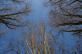 Bernhard Saalfeld - DSC01911.JPG