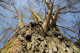 Bernhard Saalfeld - DSC01913.JPG