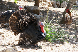 DSC02608_t.JPG
