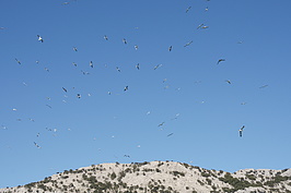 DSC03146_t.JPG