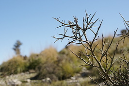 DSC03156_t.JPG