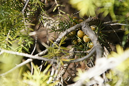 DSC03220_t.JPG
