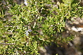 Bernhard Saalfeld - DSC02107.JPG