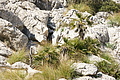 Bernhard Saalfeld - DSC02198.JPG