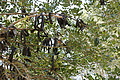 Bernhard Saalfeld - DSC02552.JPG
