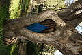 Bernhard Saalfeld - DSC02553.JPG