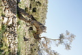 Bernhard Saalfeld - DSC02918.JPG