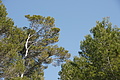 Bernhard Saalfeld - DSC02977.JPG