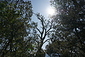 Bernhard Saalfeld - DSC03029.JPG