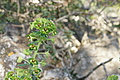 Bernhard Saalfeld - DSC03032.JPG