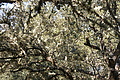 Bernhard Saalfeld - DSC03035.JPG