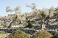 Bernhard Saalfeld - DSC03047.JPG