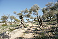 Bernhard Saalfeld - DSC03050.JPG
