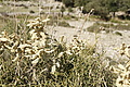 Bernhard Saalfeld - DSC03155.JPG