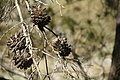 Bernhard Saalfeld - DSC03174.JPG