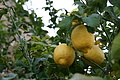 Bernhard Saalfeld - DSC03345.JPG