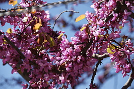 DSC04184_t.JPG