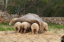 Bernhard Saalfeld - DSC04776.JPG