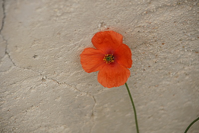 DSC04875_t.JPG