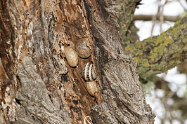 DSC04106_t.JPG