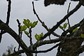 Bernhard Saalfeld - DSC04113.JPG