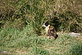 Bernhard Saalfeld - DSC04182.JPG
