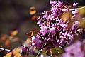 Bernhard Saalfeld - DSC04187.JPG