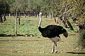 Bernhard Saalfeld - DSC04287.JPG