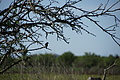 Bernhard Saalfeld - DSC04293.JPG