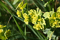Bernhard Saalfeld - DSC04294.JPG