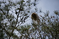 Bernhard Saalfeld - DSC04319.JPG