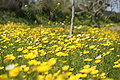 Bernhard Saalfeld - DSC04357.JPG