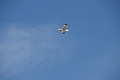 Bernhard Saalfeld - DSC04390.JPG