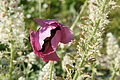 Bernhard Saalfeld - DSC04432.JPG
