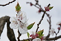 Bernhard Saalfeld - DSC04512.JPG