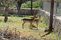 Bernhard Saalfeld - DSC04696.JPG